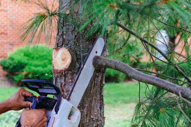 How Our Tree Care Process Works  in Denver, IA